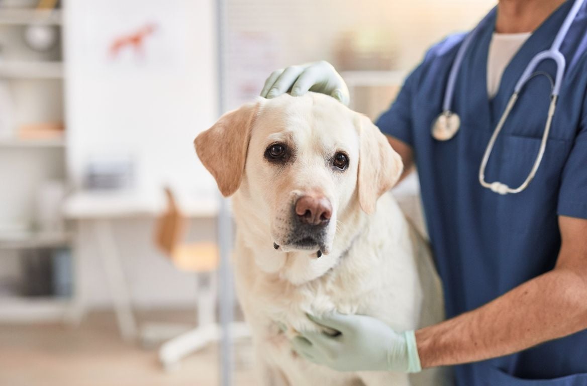 Veterinary Clinic - Dog Exam