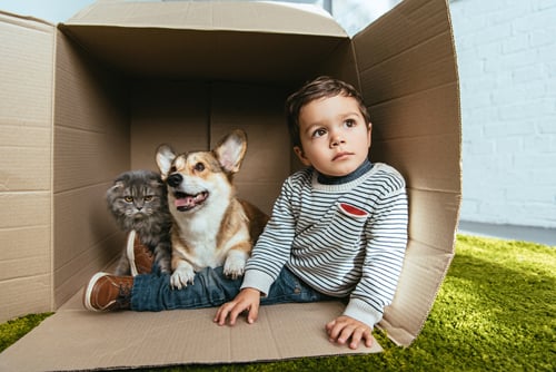 Pet - little boy in box with pets