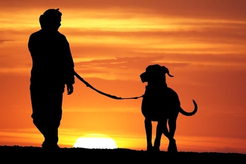 Pet - silhoutte of dog being walked -new